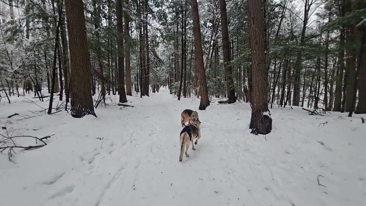 Beautiful winter hike with Sasha and Dodger 2/21/26
