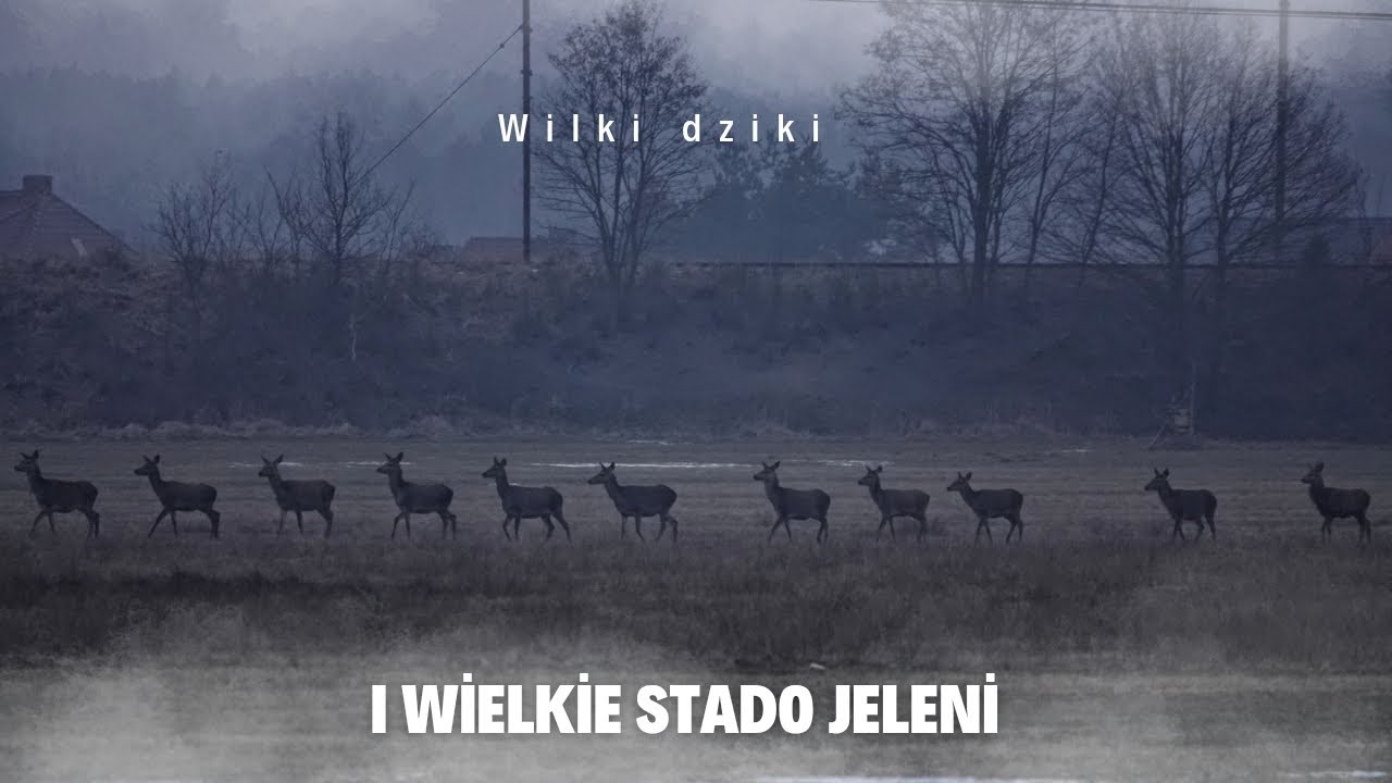 Wilki, dziki i wielkie stado jeleni. 14 kilometrów w cudownych okolicznościach przyrody. #wilk
