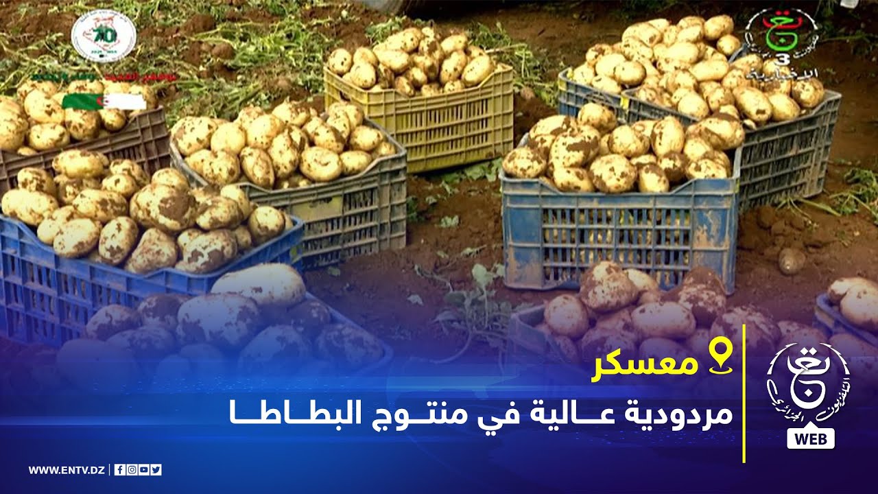 معسكر | مردودية عالية في منتوج البطاطا