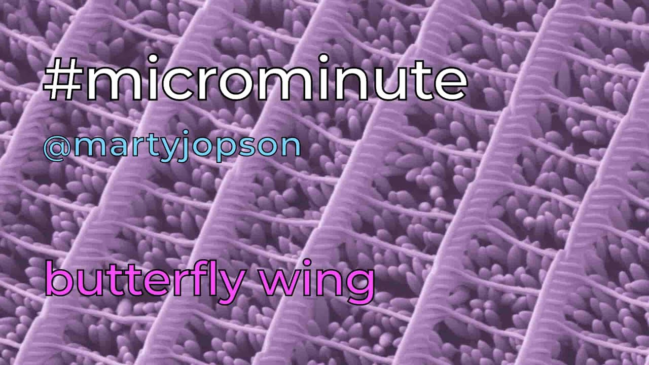 #microminute 10 butterfly wing