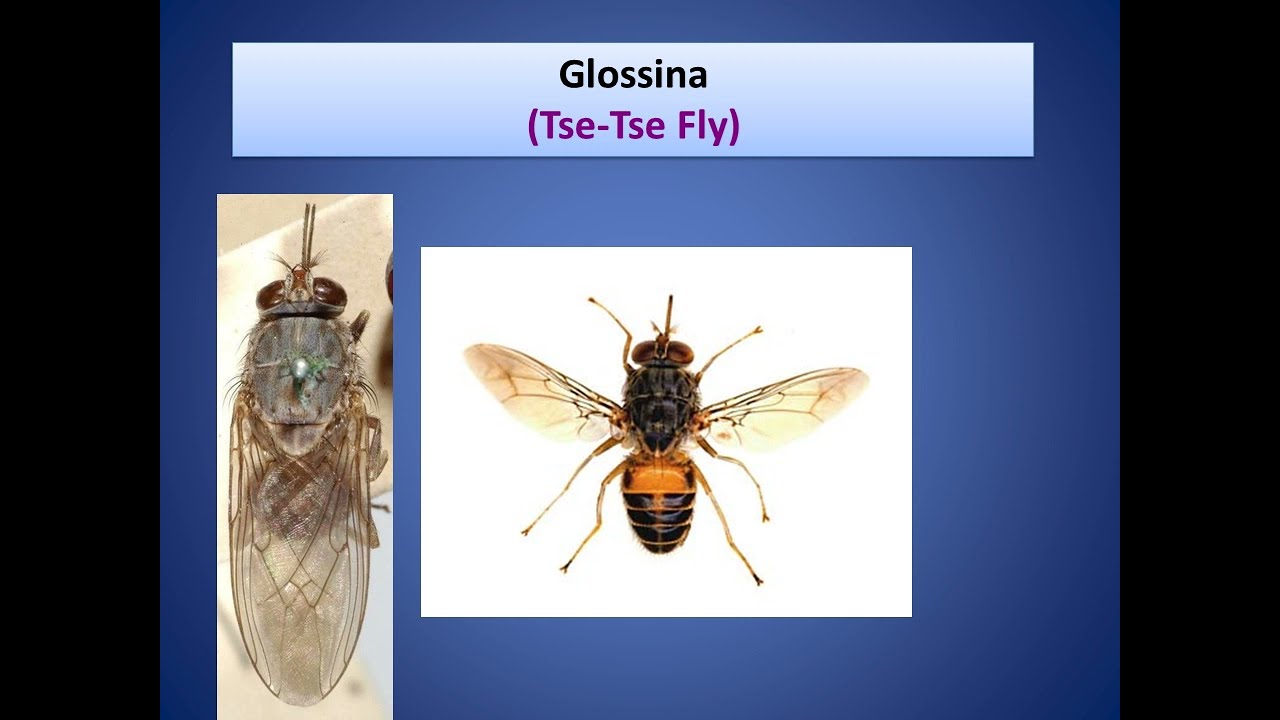 True Flies, (Musca domestica, Stomoxys calcitrans, Glossina, Metallic flies, Flesh flies ).
