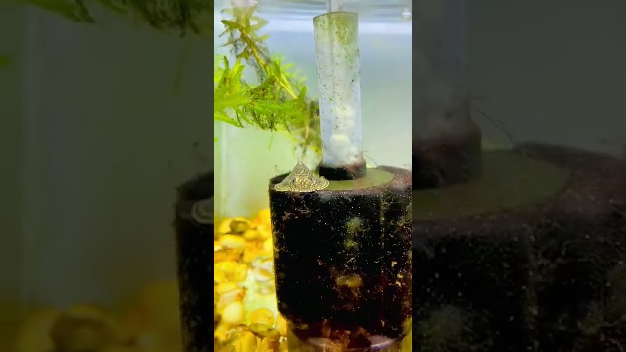 Beautiful Betta Fish #beautifulbetta #bettafish p20 #shorts