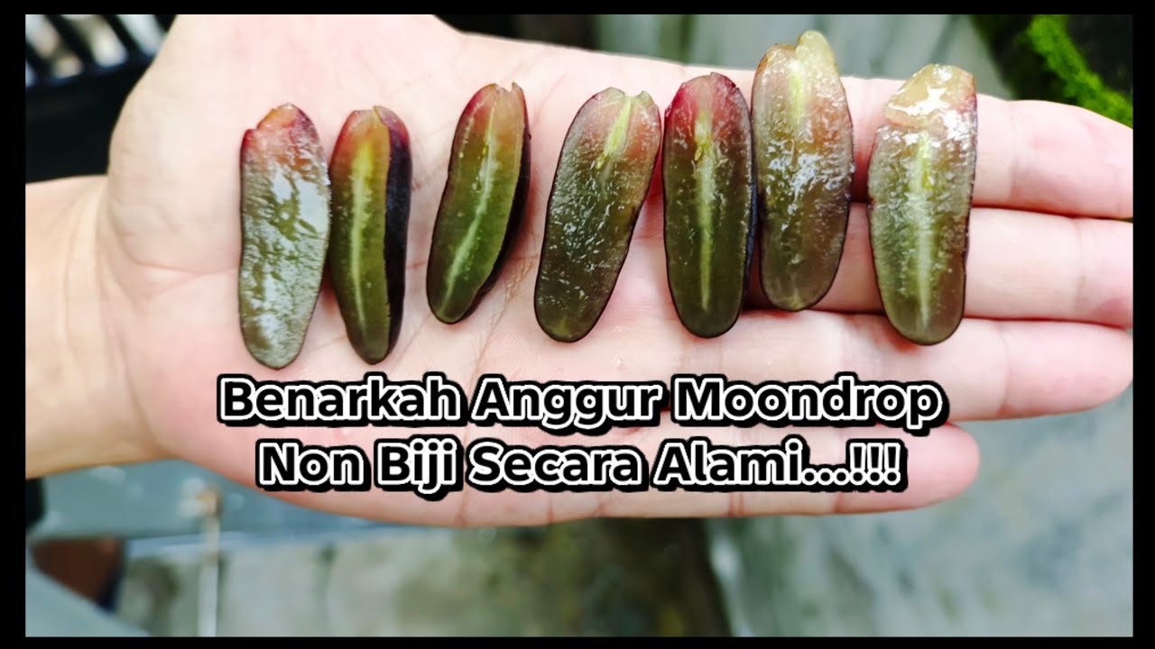 Buah ANGGUR MOONDROP non biji..!!! #anggur #anggurmoondrop #pertanian