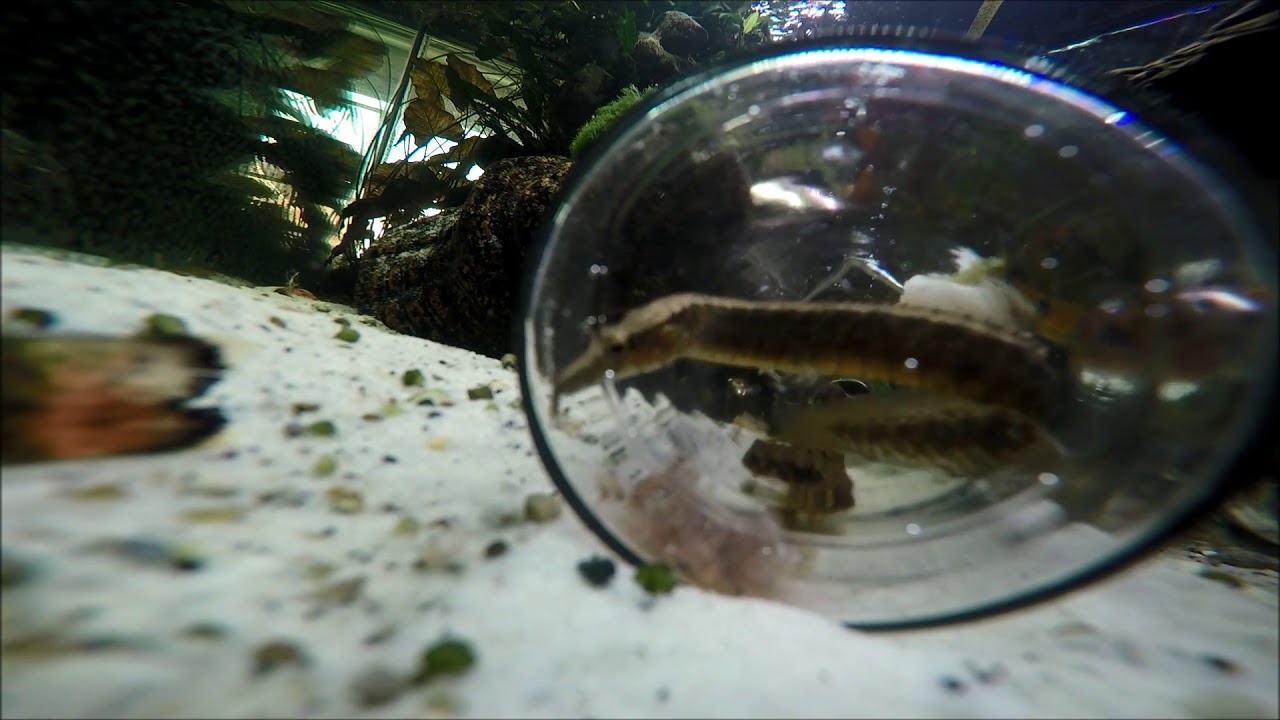 Feeding Frenzy - Spiny Eels (Macrognathus circumcinctus)
