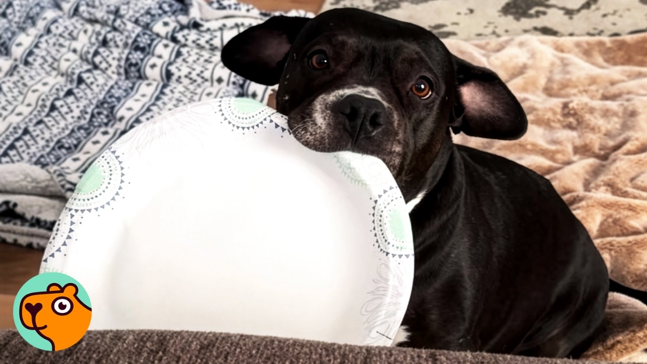 Pittie Acts Like a Parade Queen After Every Meal | Cuddle Buddies