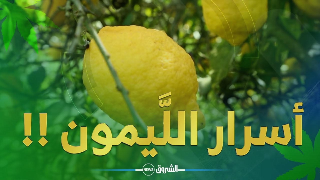 خيرات بلادي ☘ | أســـرار الليمون