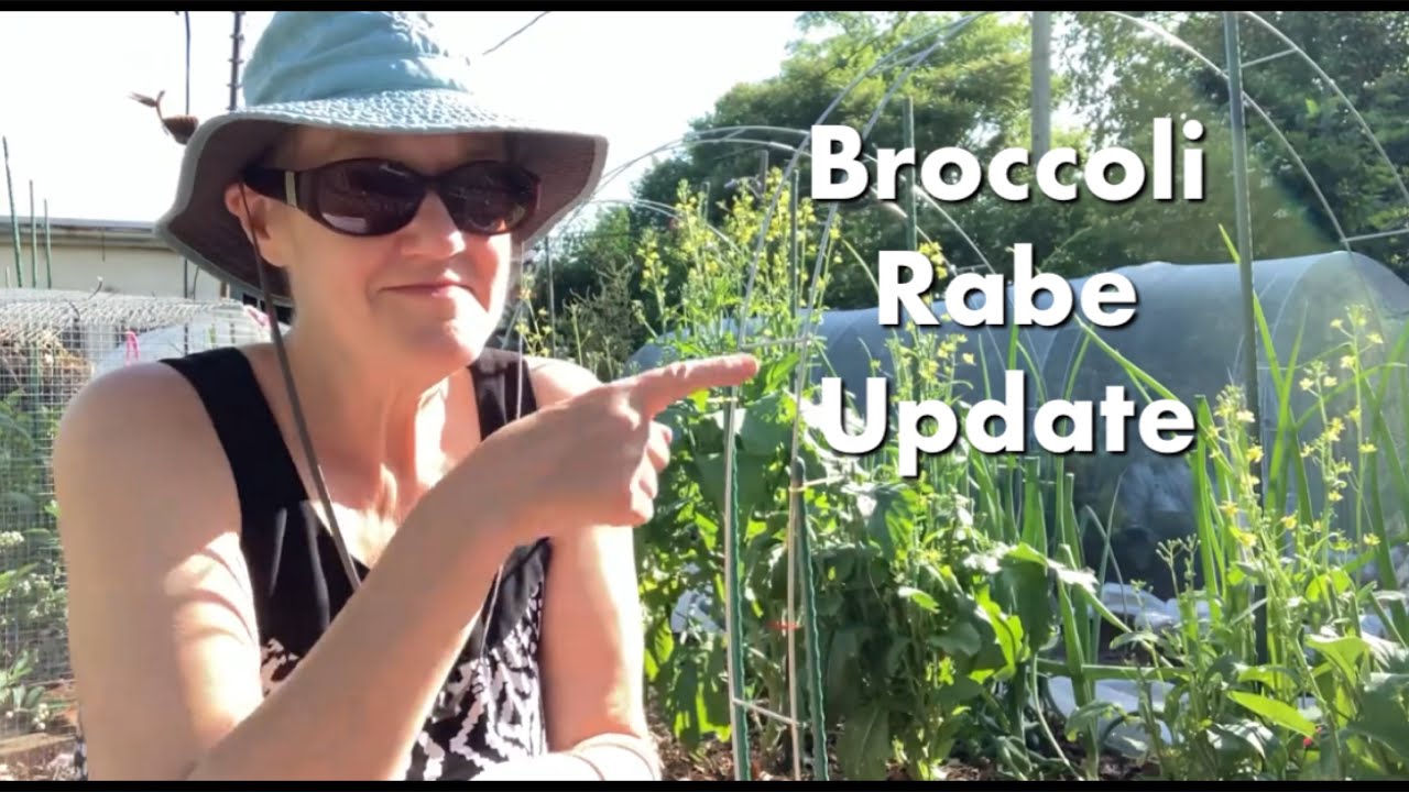 Broccoli Rabe Update | Growing Broccoli Rabe Series Episode 6