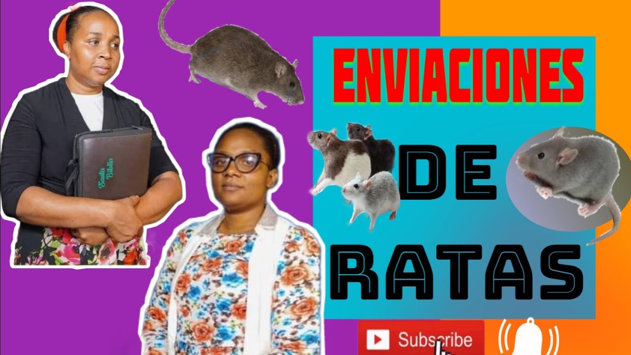 Enviaciones de ratas// como intervenir eso // Belen torres y evely solano