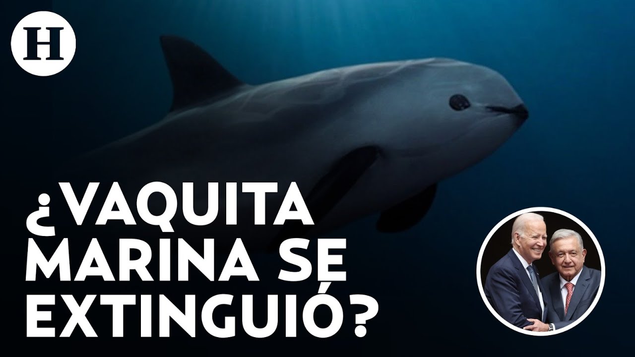 ¿Qué pasa con la Vaquita Marina y por qué AMLO agradeció a Biden por aplazar las sanciones?