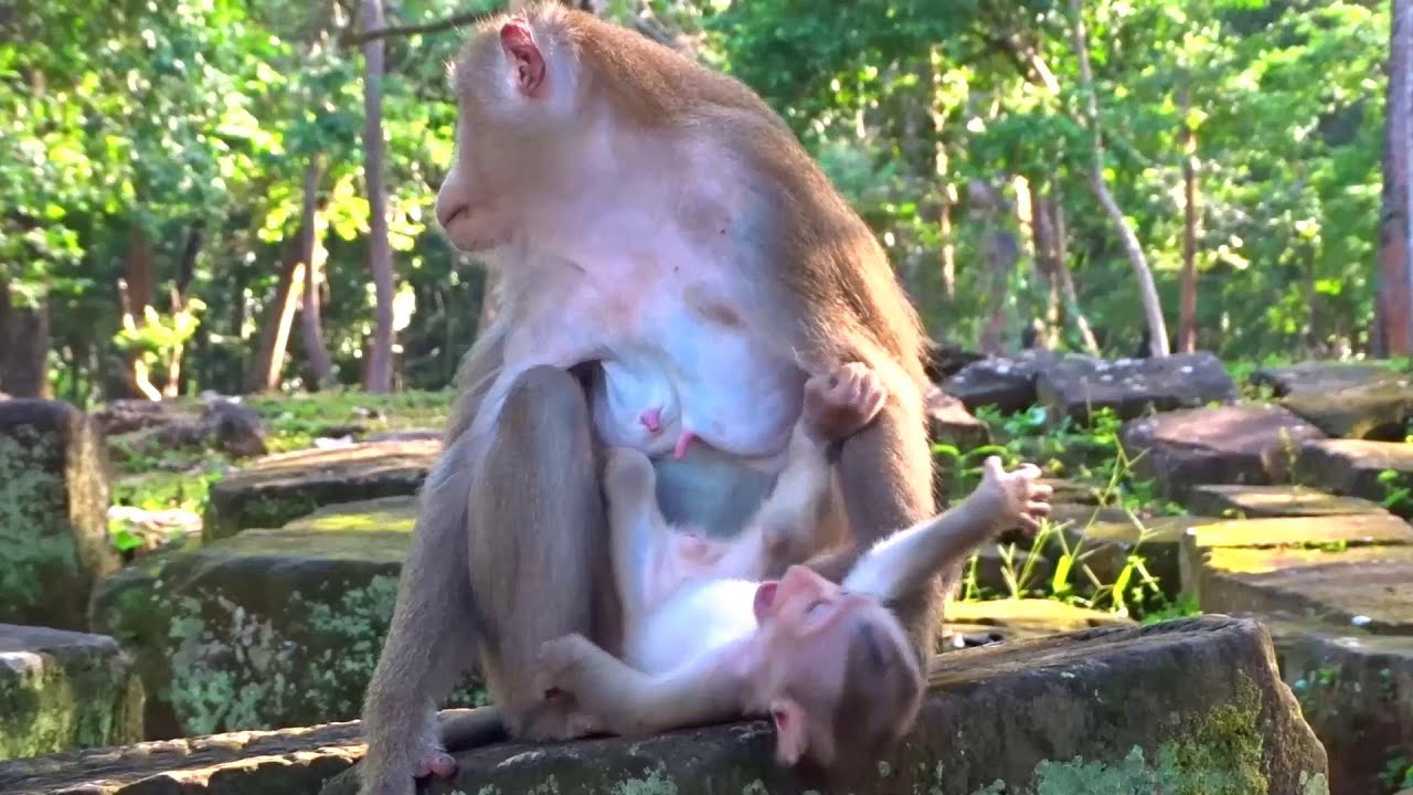 So Funny Baby Monkey Angry Mom Monkey Reject Playing and happy animal 