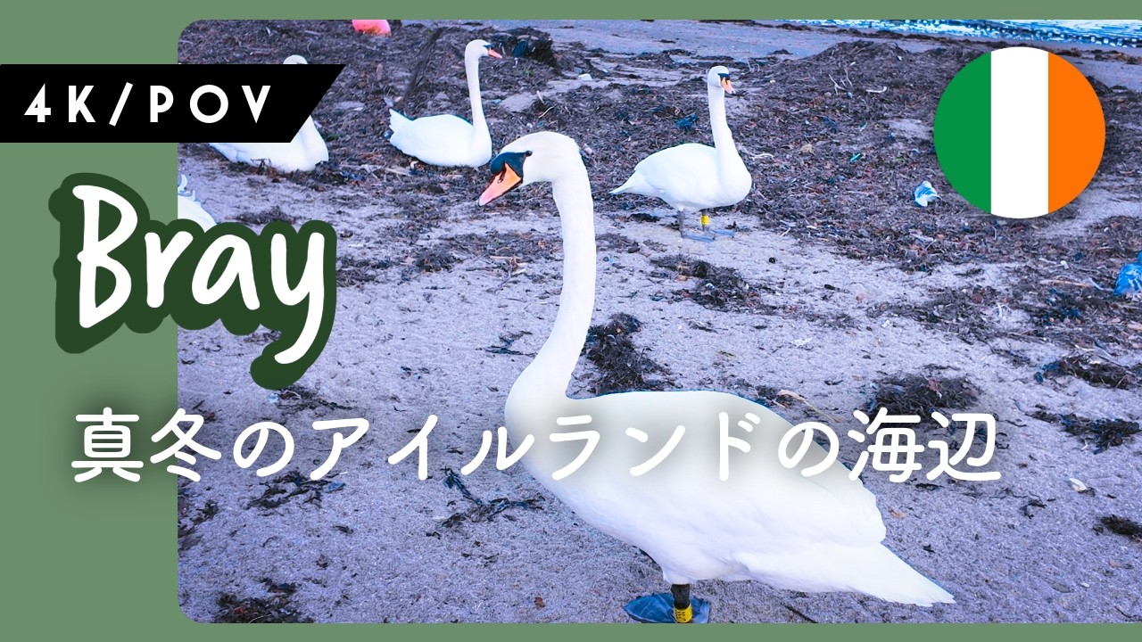 【4K POV】冬の海岸線から白鳥の保護区までの散歩 | アイルランド