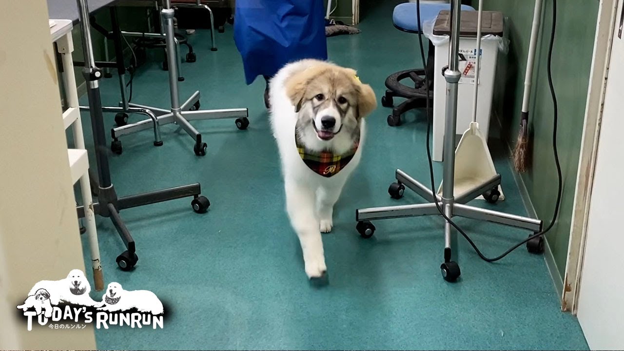 外の世界へ！サロンデビューして黄色いリボンでおめかししたベルです　Great Pyrenees　グレートピレニーズ