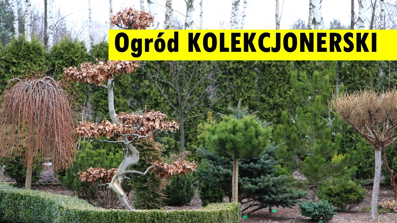 Formowane rośliny to wizytówka tego ogrodu