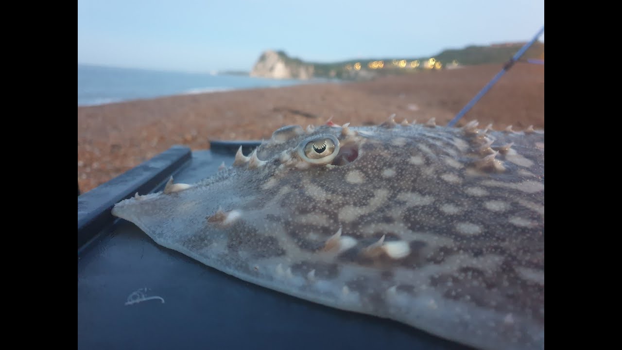 Fishing Dover|Rays and bass| Sea Fishing Kent