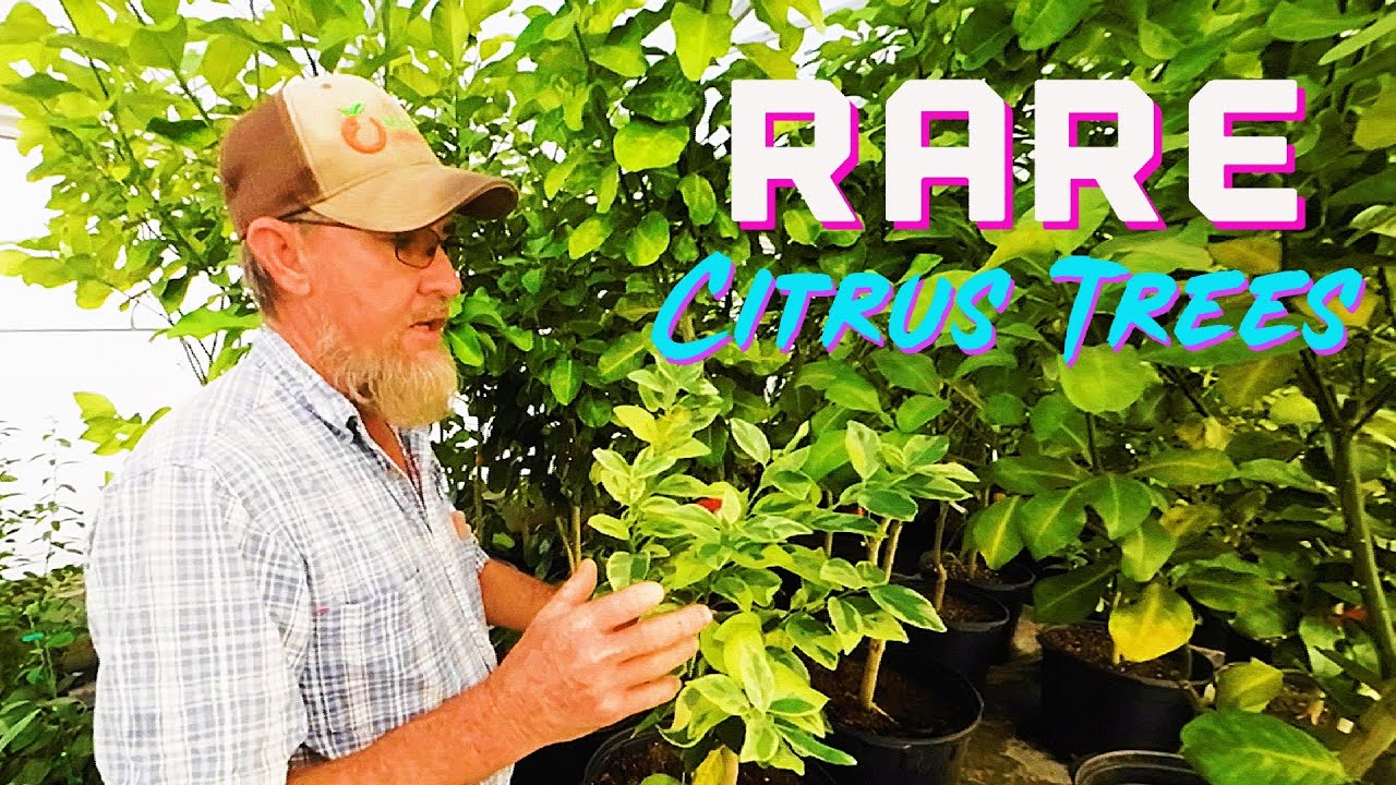 The ONLY Variegated Mandarin 🍊 IN THE WORLD • 1 Tree • RARE Citrus 🍋 at Madison Citrus Nursery!!!