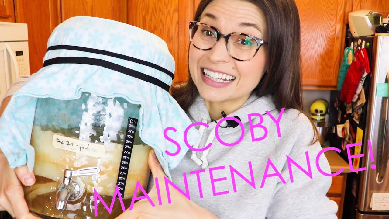 Комбуча/Джун — как сделать перерыв! Обслуживание Scoby