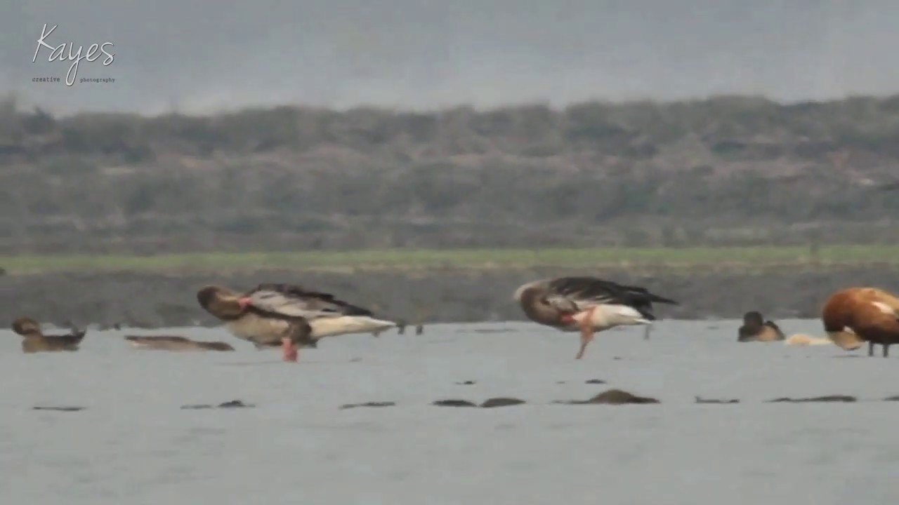 Greylag Goose Anser anser