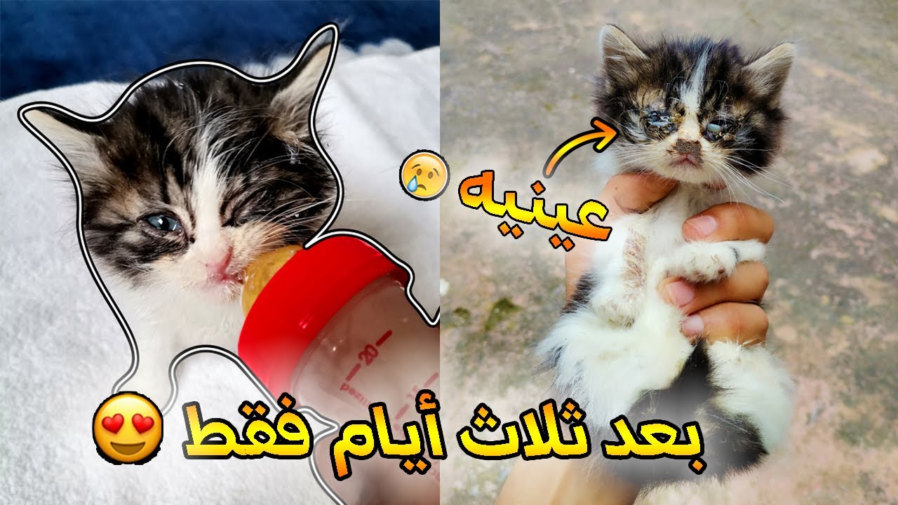😓...إنقاذ قط صغير تخلت عنه أمه... ❤️  قتلو جميع إخوته