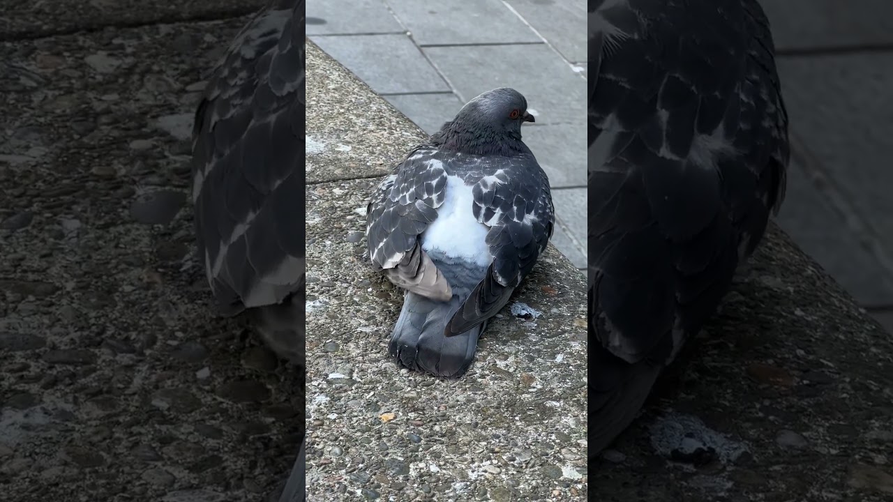 Injured Pigeon 🤕 #pigeons #pigeon #columbalivia #pigeonlover #pigeonlovers #pigeonlove #doves