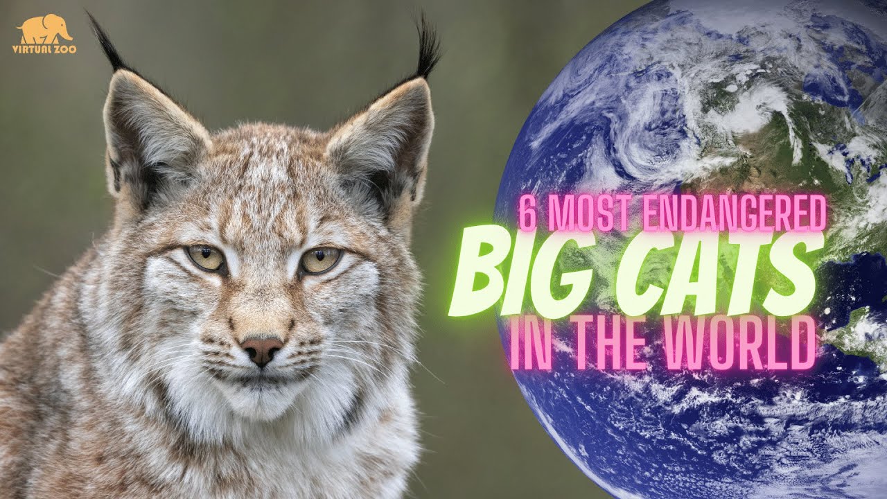 6 Most Endangered Big Cats In The World 🌏