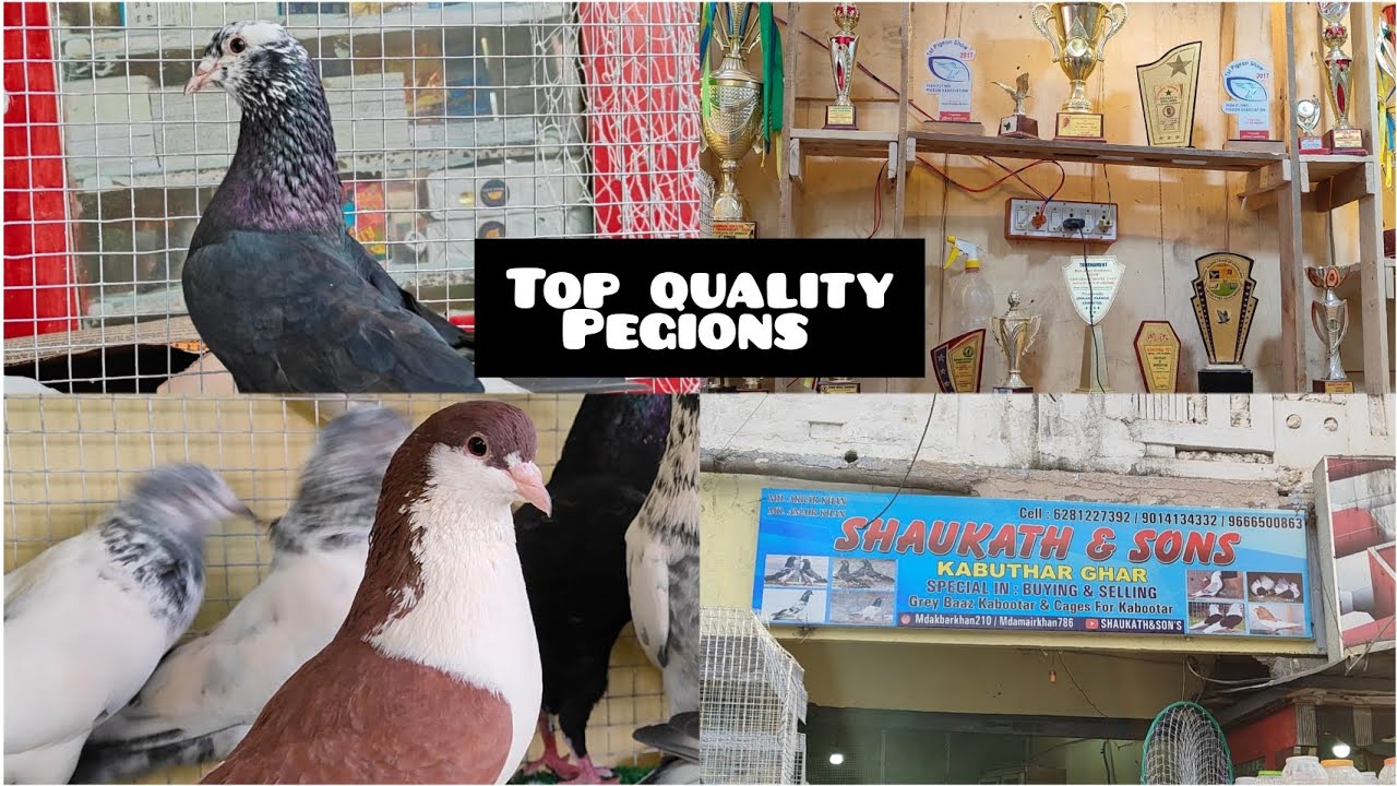 charminar murqi chowk market (shaukath & sons kabutar ghar )