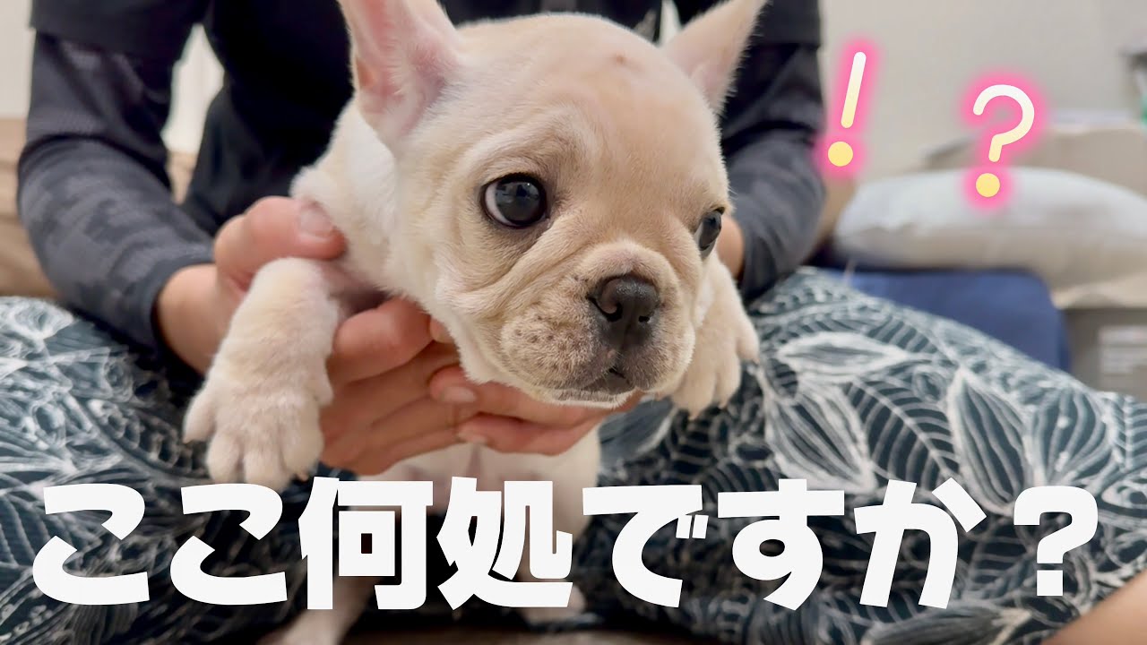 【緊急】初めて家に来た子犬がこちら！わが家に家族が増えました