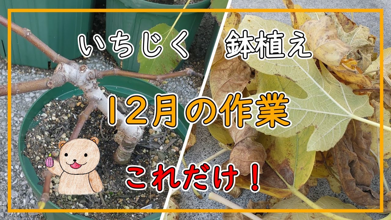 【いちじく】12月の作業はこれだけ！