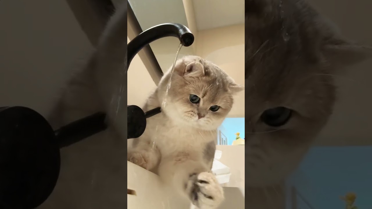 water proof cat 😺 