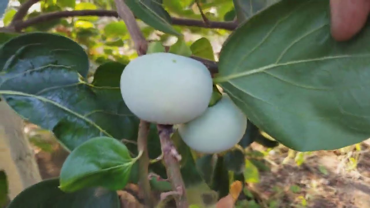 ХУРМА В БЕЛАРУСИ  ОСЕНЬ 2020