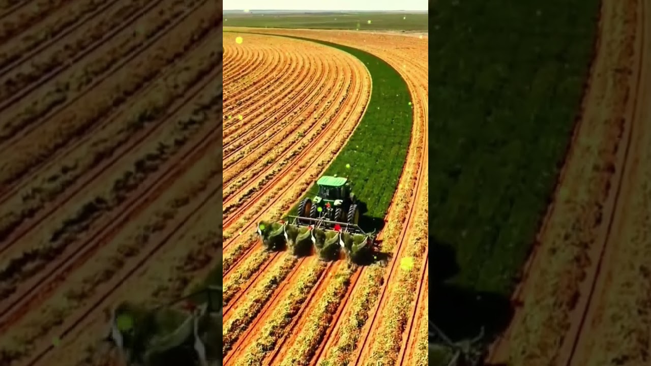 AGRICULTRICE -RECOLTER DU BLE 