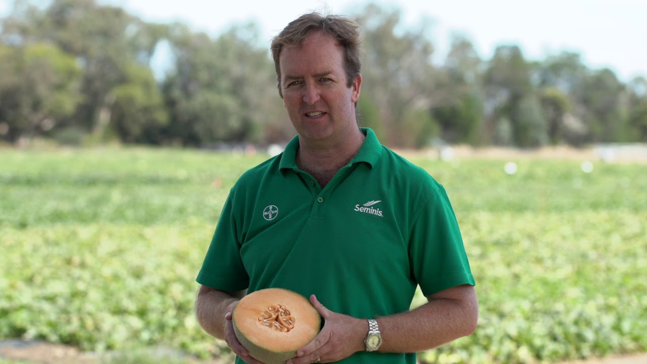 Seminis melon variety trials at the 2020 Australian Melon Field Day trial site, Western Australia