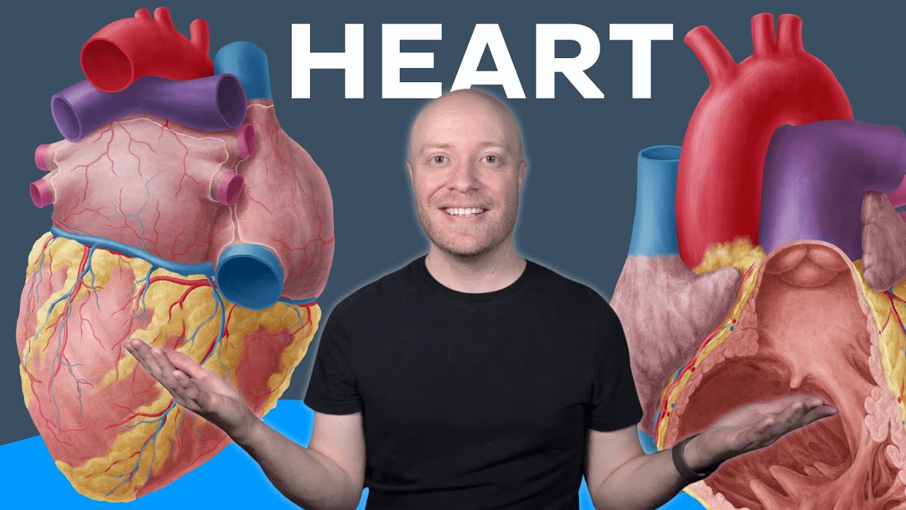 Heart anatomy MADE EASY |&nbsp;Kenhub