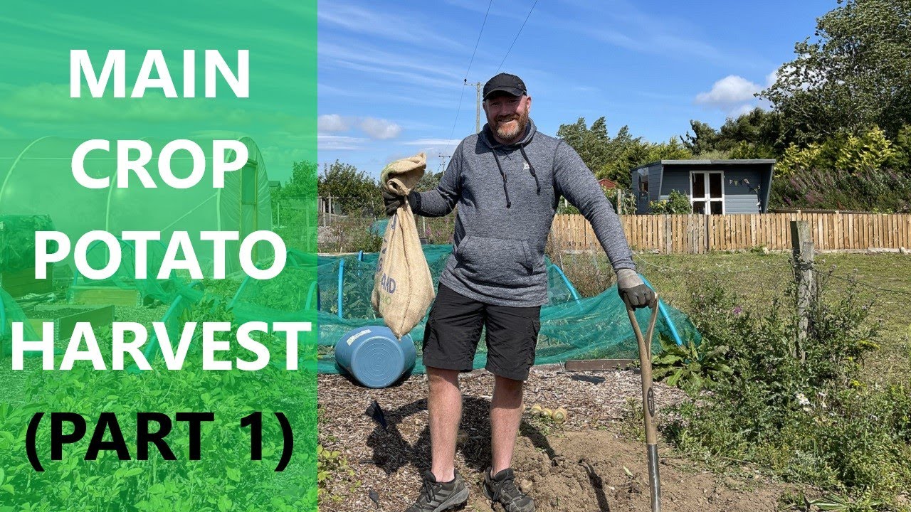 Potato Harvest | Main Crop Potatoes (Part 1)| Maris Piper | Jersey Royals | Mark's Allotment Plot