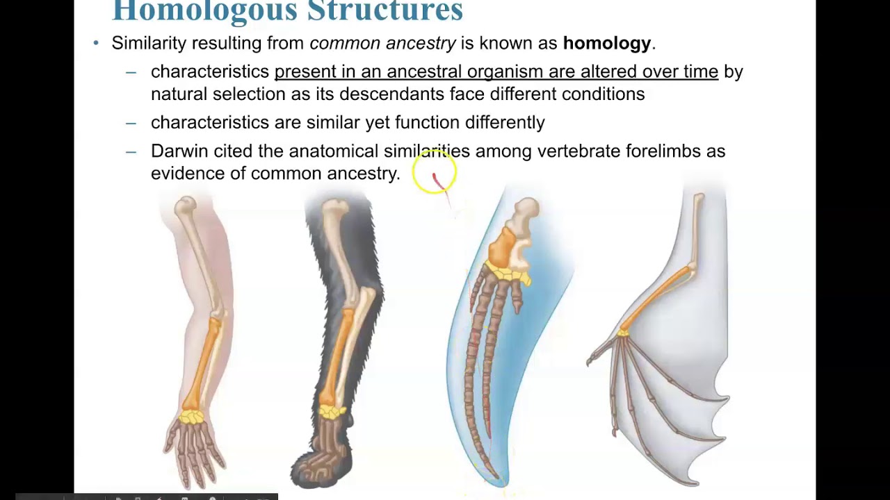 Homologous, Analogous, and Vestigial Structures