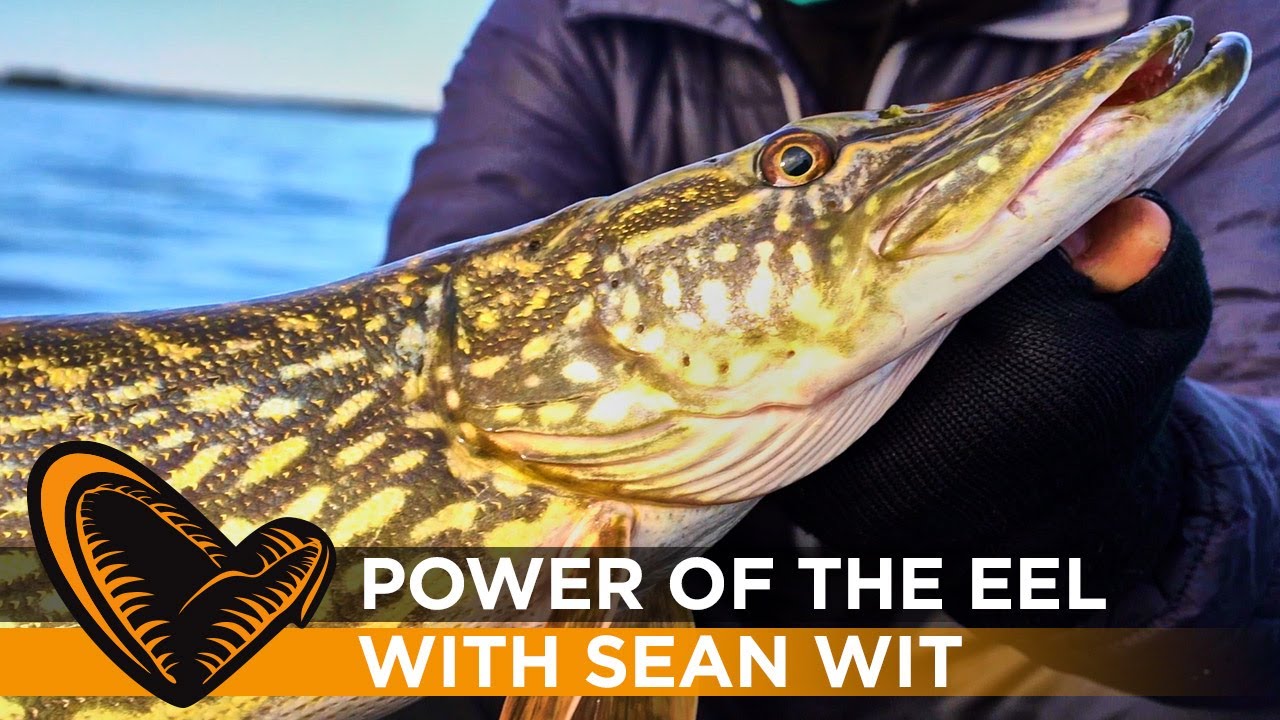 Power of the Eel - with Sean Wit