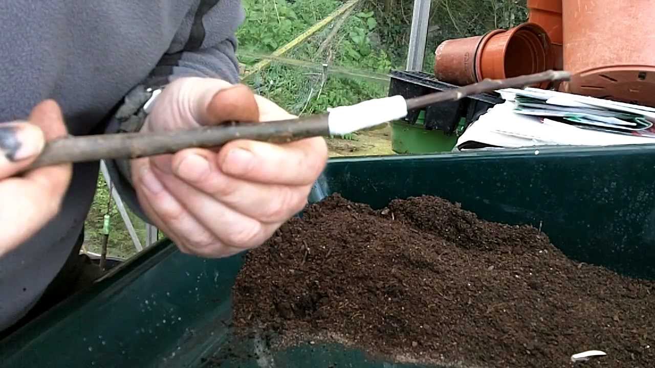 Apple Tree Grafting - Whip and Tongue graft