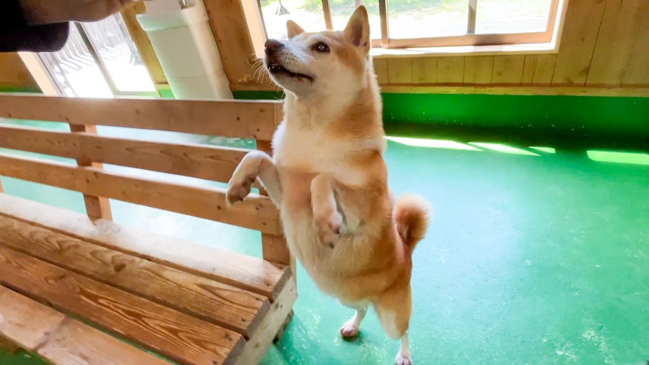 エサを前にテンションが急上昇して急降下する柴犬はこちらです