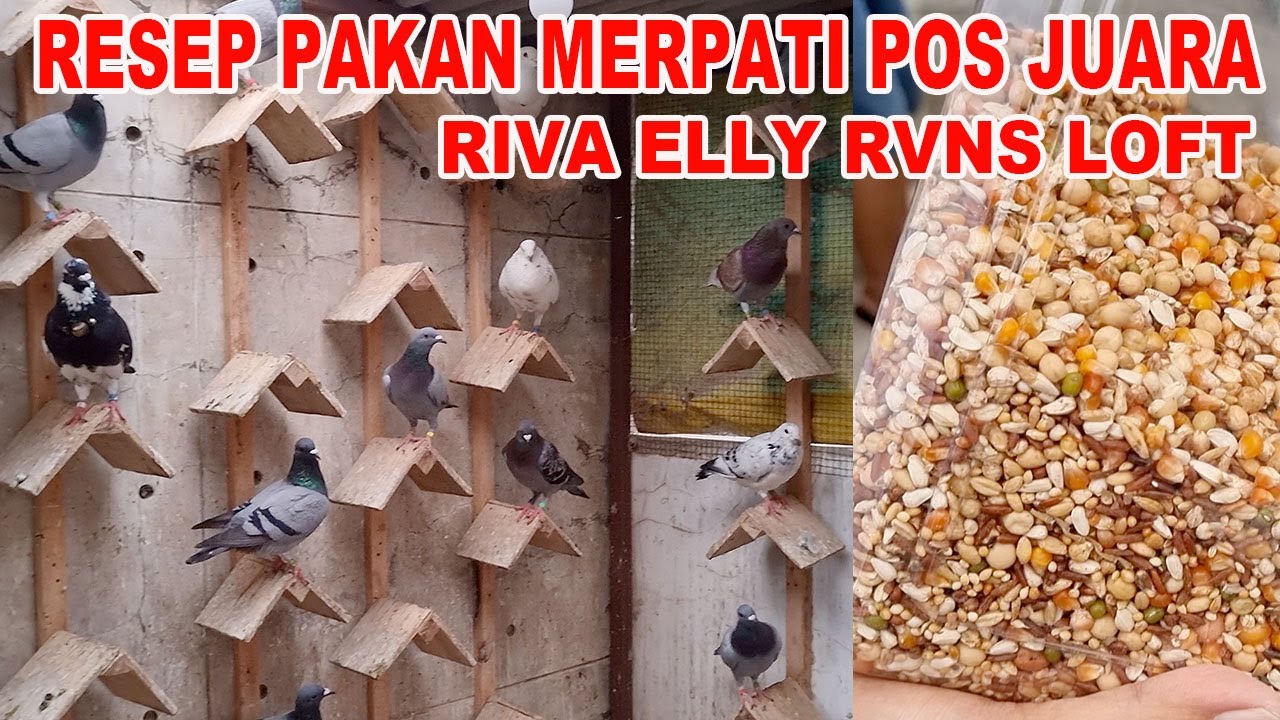 Resep Rahasia Pakan Merpati Pos Juara Riva Elly RVNS Loft