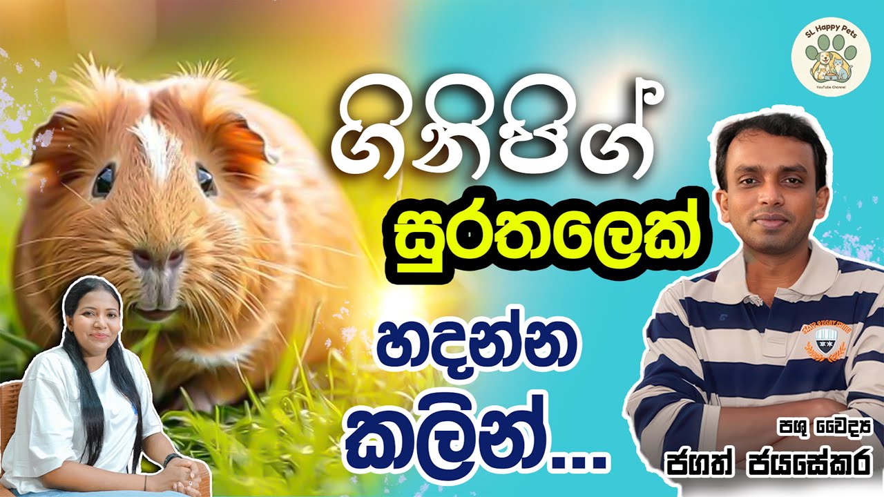 ගිනිපිග් සුරතලෙක් හදන්න කලින්... | Dr. Jagath Jayasekara | Happy Pets SL