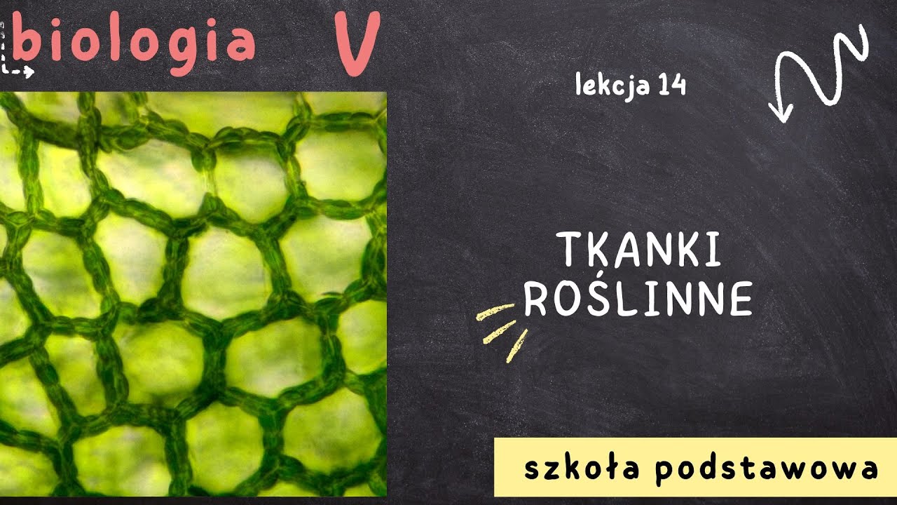 Biologia klasa 5 [Lekcja 14 - Tkanki roślinne]