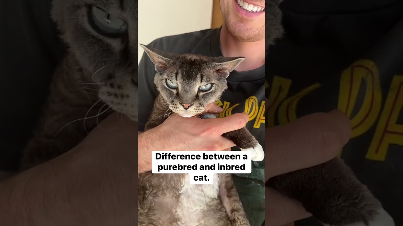 Purebred or pure-loaf. #cat #cats #sphynx #sphynxcat #hairlesscat #funnyanimals #catdad