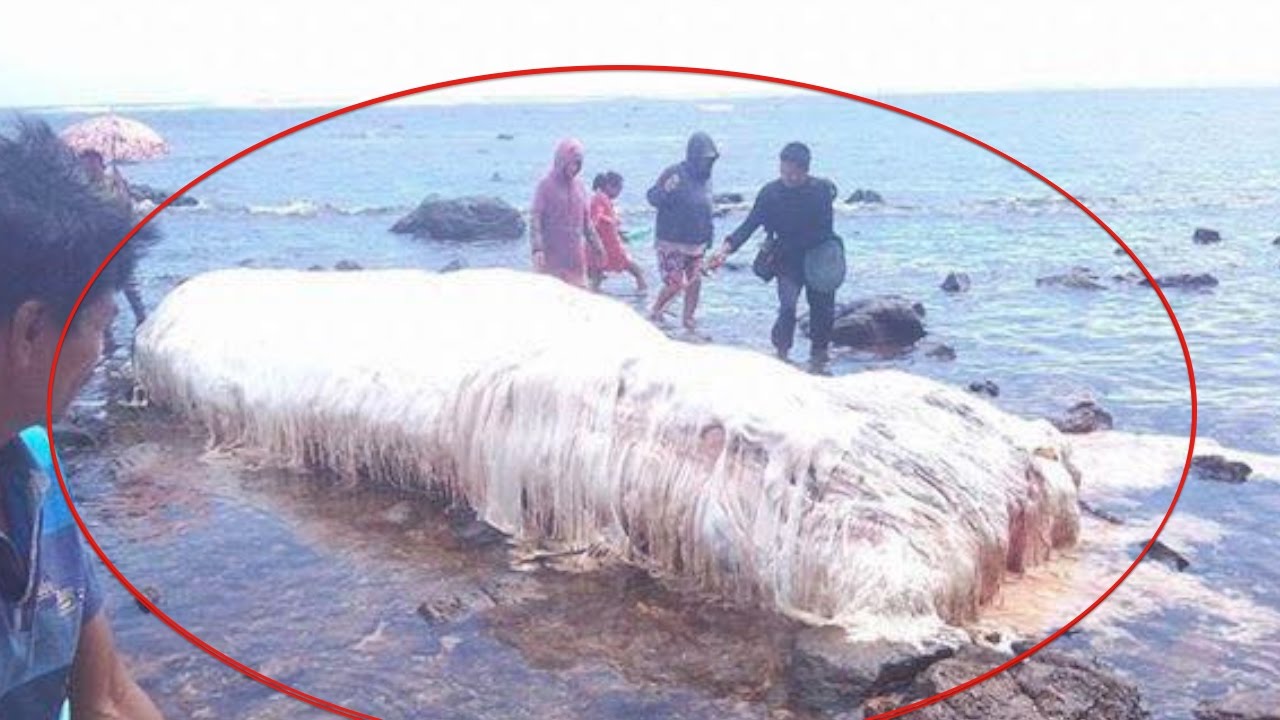 STRANGE GLOBSTER WASHED UP ON DINAGAT ISLAND, PHILIPPINES | Oarfish predict earthquake, Trunko?
