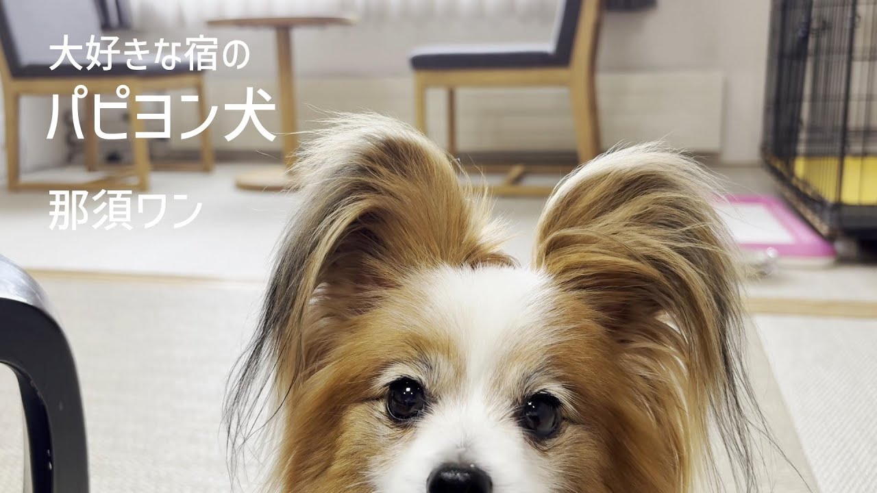 大好きな宿への帰巣本能が強すぎるご機嫌なパピヨン犬 #139
