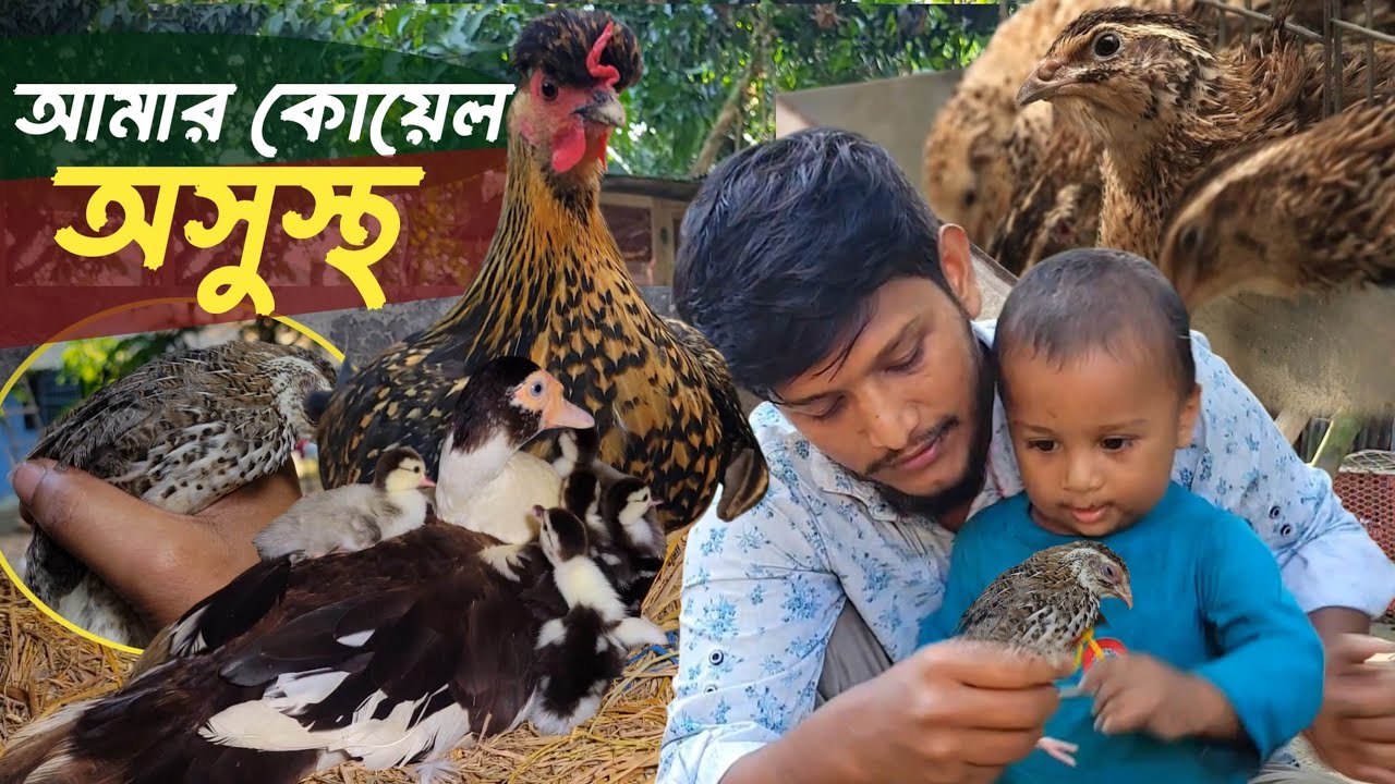 হাঠাৎ করে আমার কোয়েল পাখি গুলো অসুস্থ হয়ে যাচ্ছে কেন