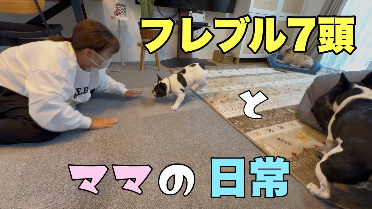 超元気なフレブル7頭とママの日常！ほぼ編集なしで撮ってみました