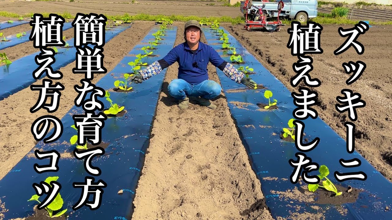ズッキーニ栽培・育て方「苗の植え方〜育て方のコツ」22/4/11