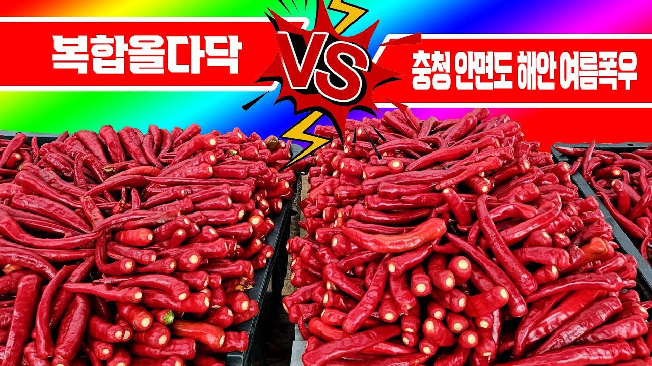 충청도(충남/충북) 지역 해안가 복합올다닥 작황조사! 비가 집중적으로 많이 오고 가물었던 지역에도 병충해 생리장해에 강하고 낙화,낙과에 강한 내년이 기대되는 고추농사!