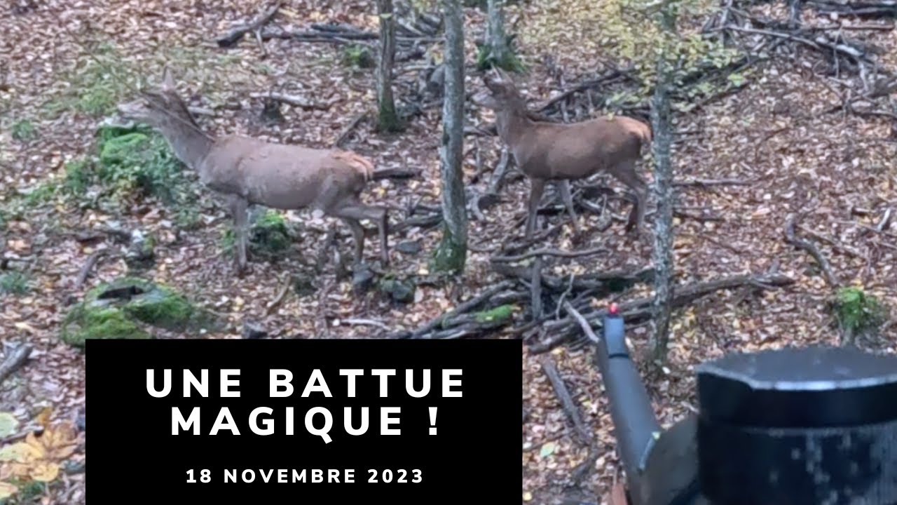 CHASSE AUX CERVID&Eacute;S EN BATTUE - UNE BATTUE MAGIQUE !