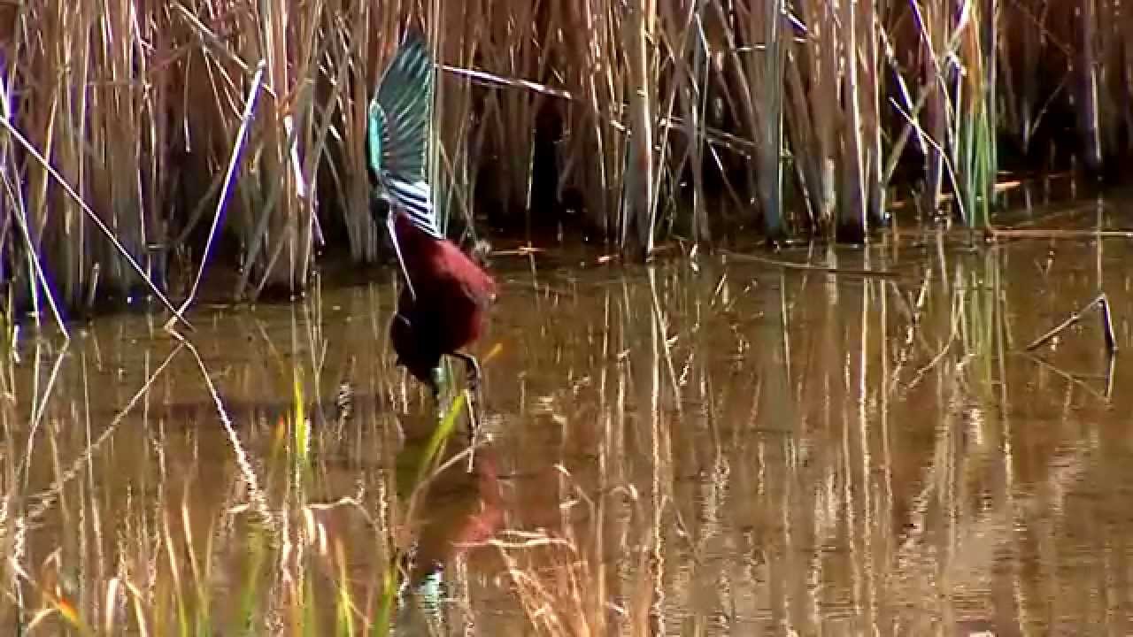 BIRDS OF  DE COTA  DONANA  SPAIN AND EL ROCIO PARQUE NATURAL