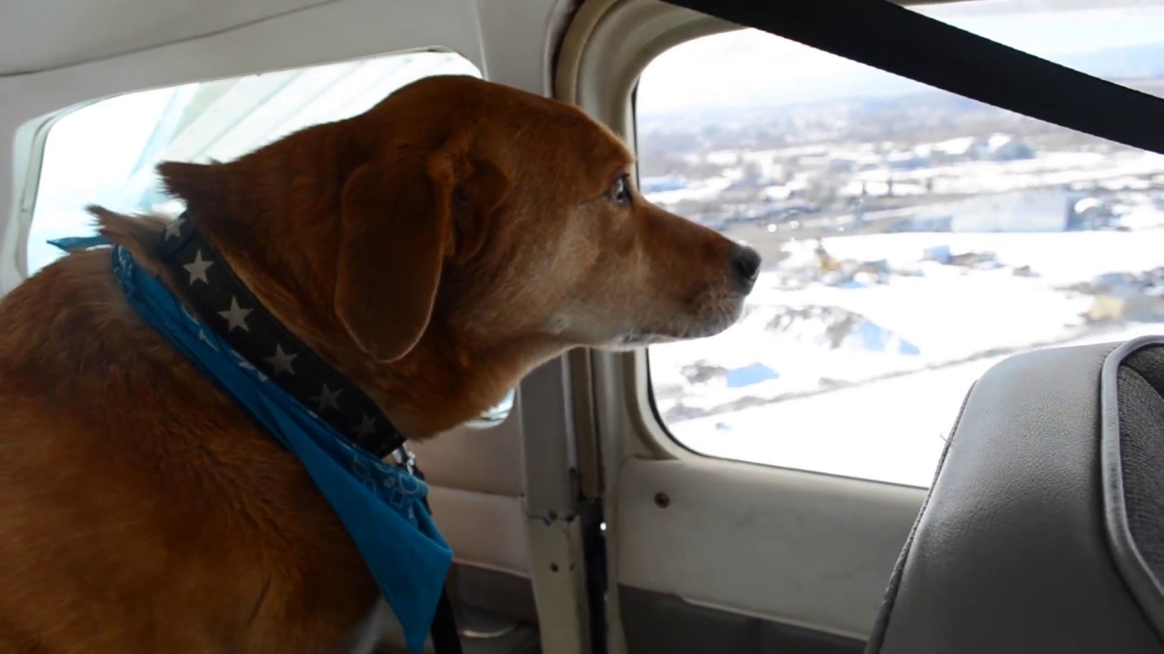 Dog's First Flight